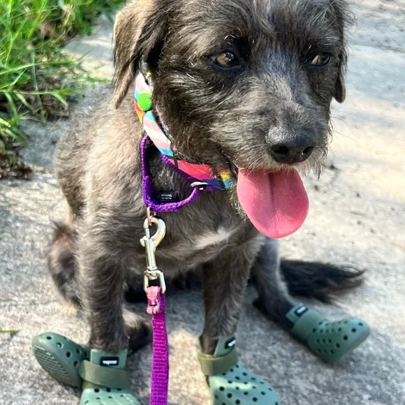 Wagwear XS croc boots - Picture 4 of 4